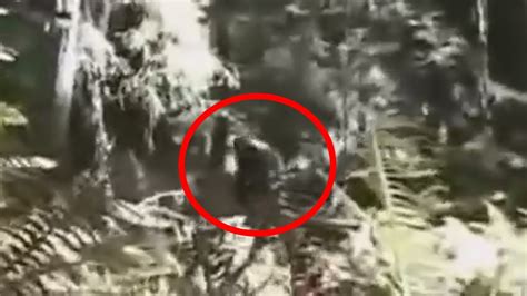 Sasquatch Caught On Tape In Canada 2015 Youtube