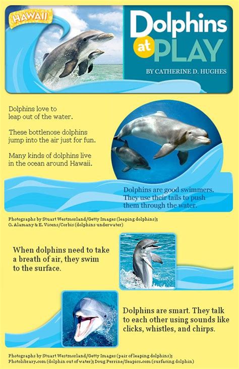 Dolphin Life Cycle Facts Jene Spain