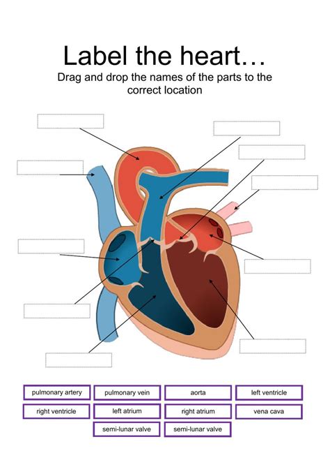Heart 2nd Grade Worksheet Arteries