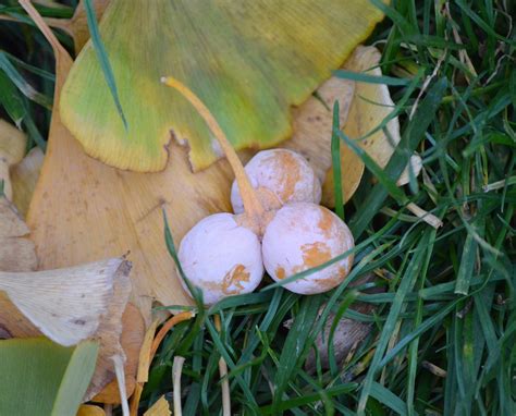 Both appear in march and april. Sprouted Squash Seeds and Stinky Ginkgo Fruit | Purdue ...