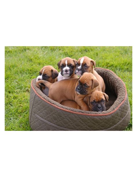 This dog breed has a playful personality & is an ideal family pet. Boxer Puppies for Sale Gender Female