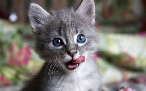 Light Grey Kitten With Blue Eyes Kopler Mambu