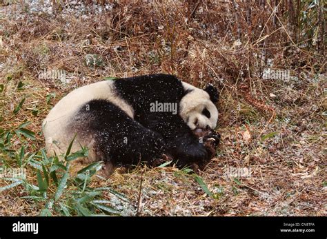 Giant Panda Cub Sleeping In The Forest Wolong Sichuan China Stock