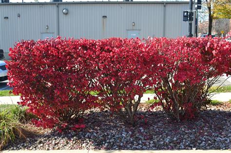 The existing burning bush were densely overgrown and obstructing views for the residents. Dwarf Burning Bush is a great deciduous shrub for fall color.