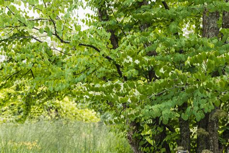 How To Grow And Care For Katsura Trees