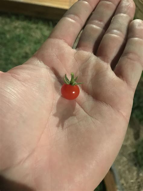 This Tiny Little Tomato From Our Stunted Tomato Plants This Season R