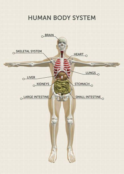 Modelos Del Cuerpo Humano Banco De Fotos E Imágenes De Stock Istock Referencia De Anatomía
