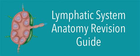 Lymphatic System Anatomy Revision Anatomystuff