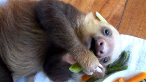 Baby Sloth Eating Youtube