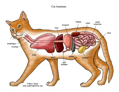 Cat Anatomy Thoracic And Abdominal Organs