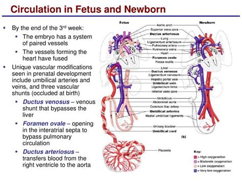 Ppt Lecture 24 Embryonic And Fetal Development Powerpoint Presentation