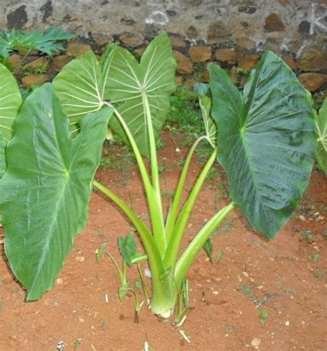 Jual bibit tanaman hias indoor talas talas bogor colocasia. Wajib Tahu! Gambar Tanaman Talas yang Wajib Disimak! - Informasi Seputar Tanaman Hias