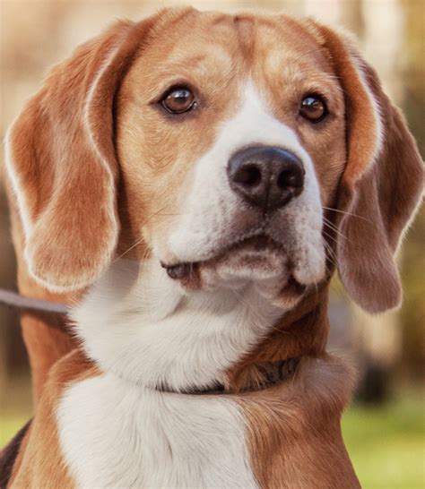 Carecredit is a credit card and line of credit from synchrony bank available for use at veterinary clinics and other healthcare facilities. Pet Insurance for dogs & cats | Pet Protect