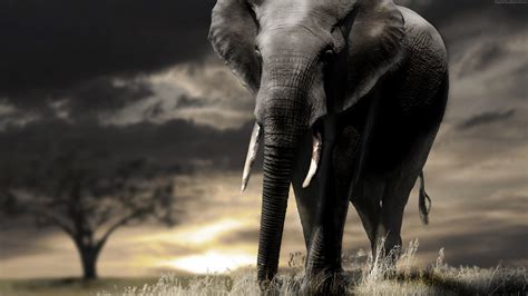 Elephant 4k Pc Wallpapers Wallpaper Cave