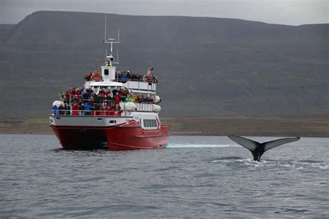 Akureyri Classic Whale Watching Tour Whale Safari