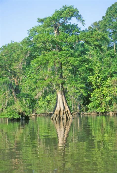 Louisiana Bayou Cypress Stock Photo Image Of Trees Orleans 142840