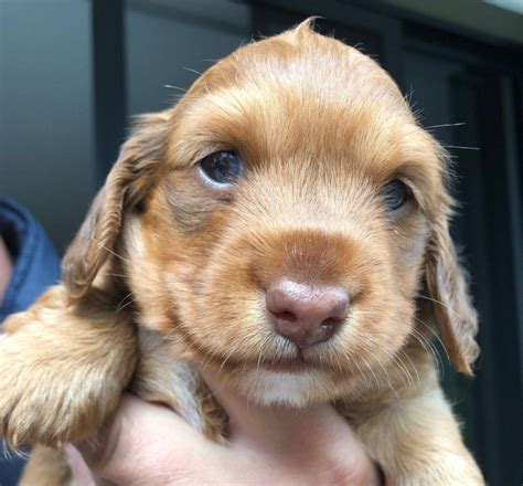 Northern Long Haired Dachshunds, responsible breeder in Queensland