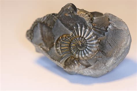 Fossil1 Foto And Bild Sonstiges Steine And Mineralien Kristalle