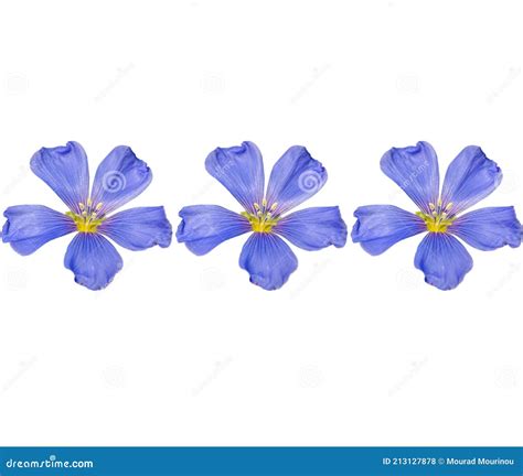 A Group Of Beautiful Blue Flowers On A White Background Stock Photo