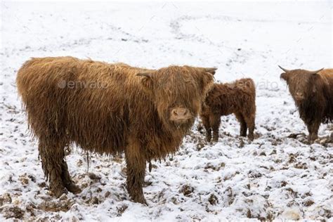 Herd Of Scottish Highland Cattle In Winter In Mud And Snow Outside In