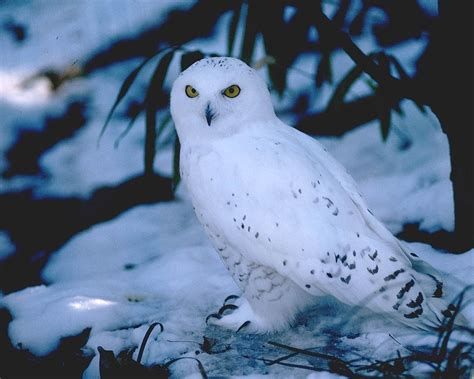 Hd Snowy Owl Wallpapers Animals Library