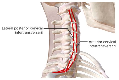Anatom A De Las Cervicales Conoce Sus Huesos Ligamentos Sexiz Pix