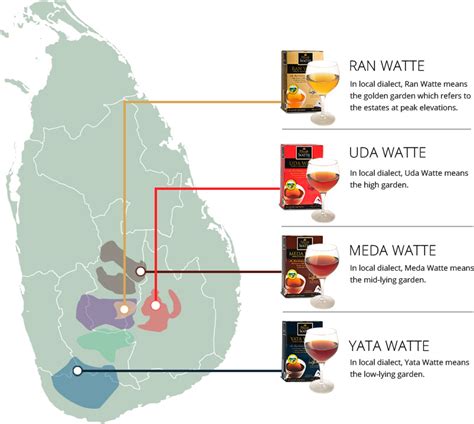 Tea plantations in india make for a green and clean vacation. Guide to Tea | Why Ceylon Tea Different | Dilmah School of Tea