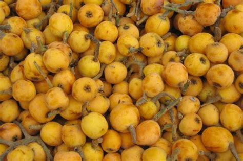 A dwarf tree is a small cultivar of full sized fruit trees that can yield many mature fruits in a year without taking up the usual growing space occupied by trees. Loquats | CUESA