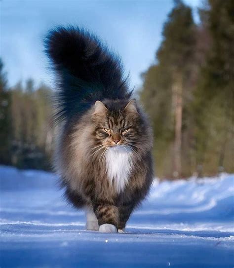 Chat Norvégien Norwegian Forest Cat Beautiful Cats Forest Cat