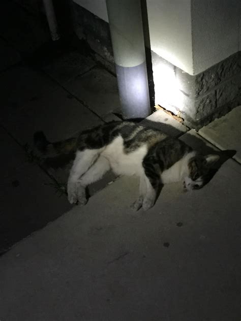 I Found A Dead Cat Out Front Of Our Local Footie Club Had Died Less