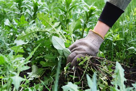 Désherber Comment Enlever Les Mauvaises Herbes Naturellement