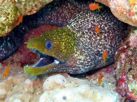 Moray Eel Hidden Under Coral Reef Stock Image Image Of Reef Life