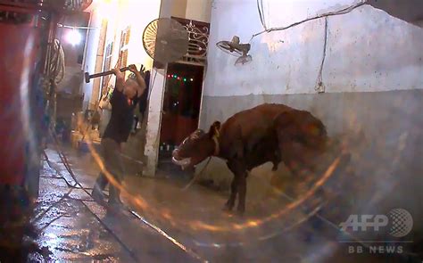 ベトナム食肉処理場、豪州からの輸入牛をハンマーで「撲殺」 写真1枚 国際ニュース：afpbb news