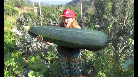 Are Huge Zucchini Good Eating