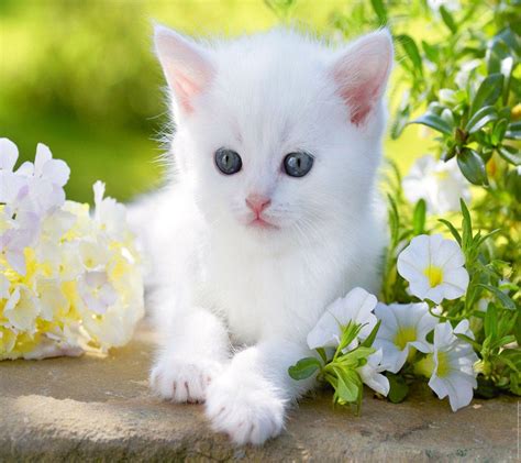 White Baby Cat Wallpapers Wallpaper Cave