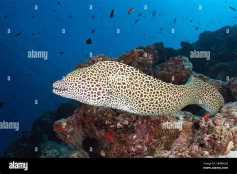 Honeycomb Moray Gymnothorax Favagineus North Male Atoll Indian Ocean