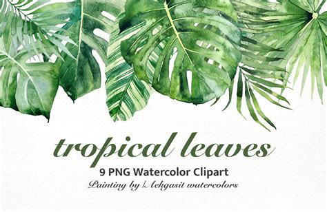 Watercolor Illustration Tropical Leaves Graphic By Aekgasit Watercolors