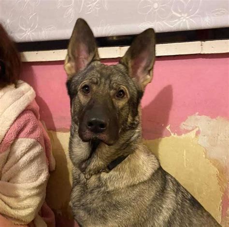 Mishka 1 Year Old Female German Shepherd Dog Available For Adoption