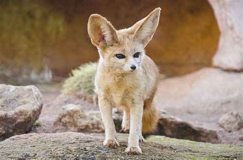 8 Fun Facts About The Fennec Fox