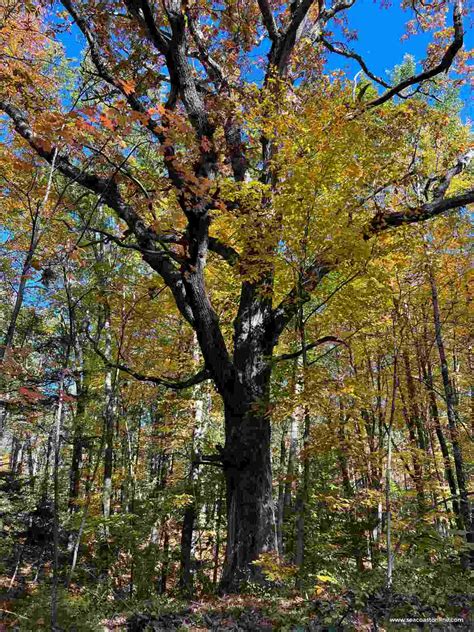 White Oak Tree Facts Discover About This Natures Marvels
