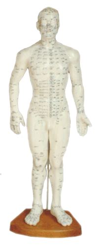 Acupuncture Model Male 50cm At Best Price In Chandigarh By Ind Swift