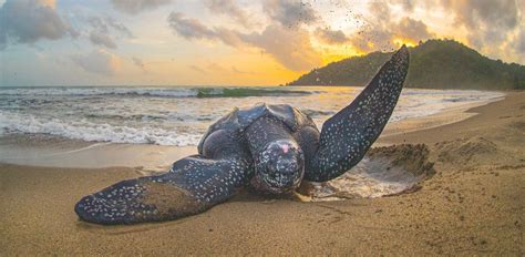 Sea Turtles Of The Caribbean Everything You Need To Know — The State