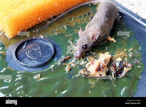 Dead Rats On Rat Glue Traps Rats Are A Nuisance In The House Stock