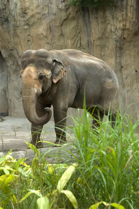 Oregon Zoo Euthanizes Asian Elephant Tusko Kval