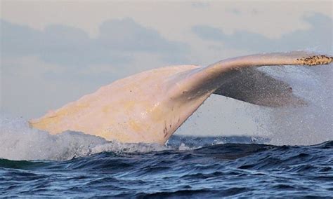 Migaloos Red Rash Prompts Skin Cancer Fears For Albino Whale