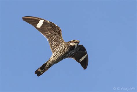South Shore Birder Common Nighthawk In Flight
