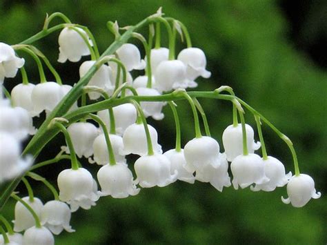 Lily Of The Valley Flower