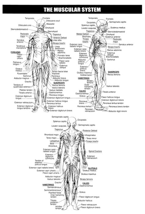 The Muscular System Worksheet Worksheet