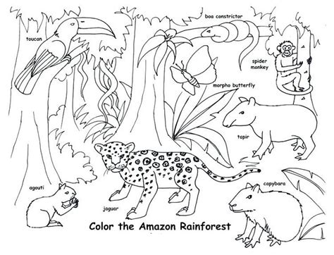 animal habitat coloring pages | Regenwouden, Zuid amerika, Dieren
