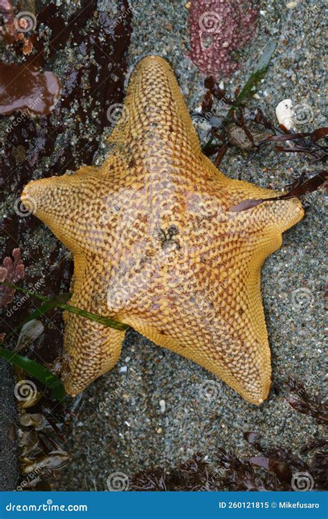 Bat Star Star Fish California Stock Image Image Of Seastar Kelp